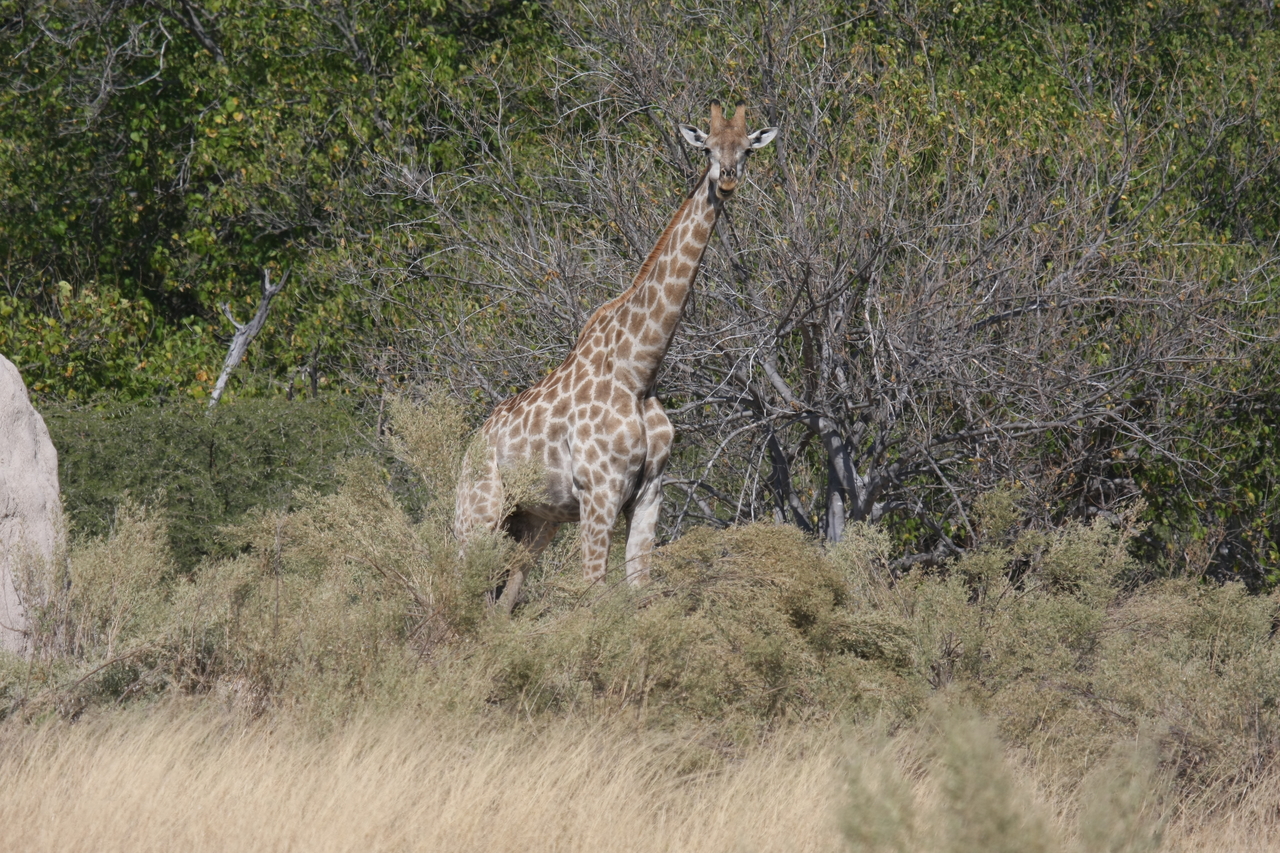 [23997] 2016_06_30_05_31_11_Africa_Canon_EOS_40D_IMG__04098.jpg