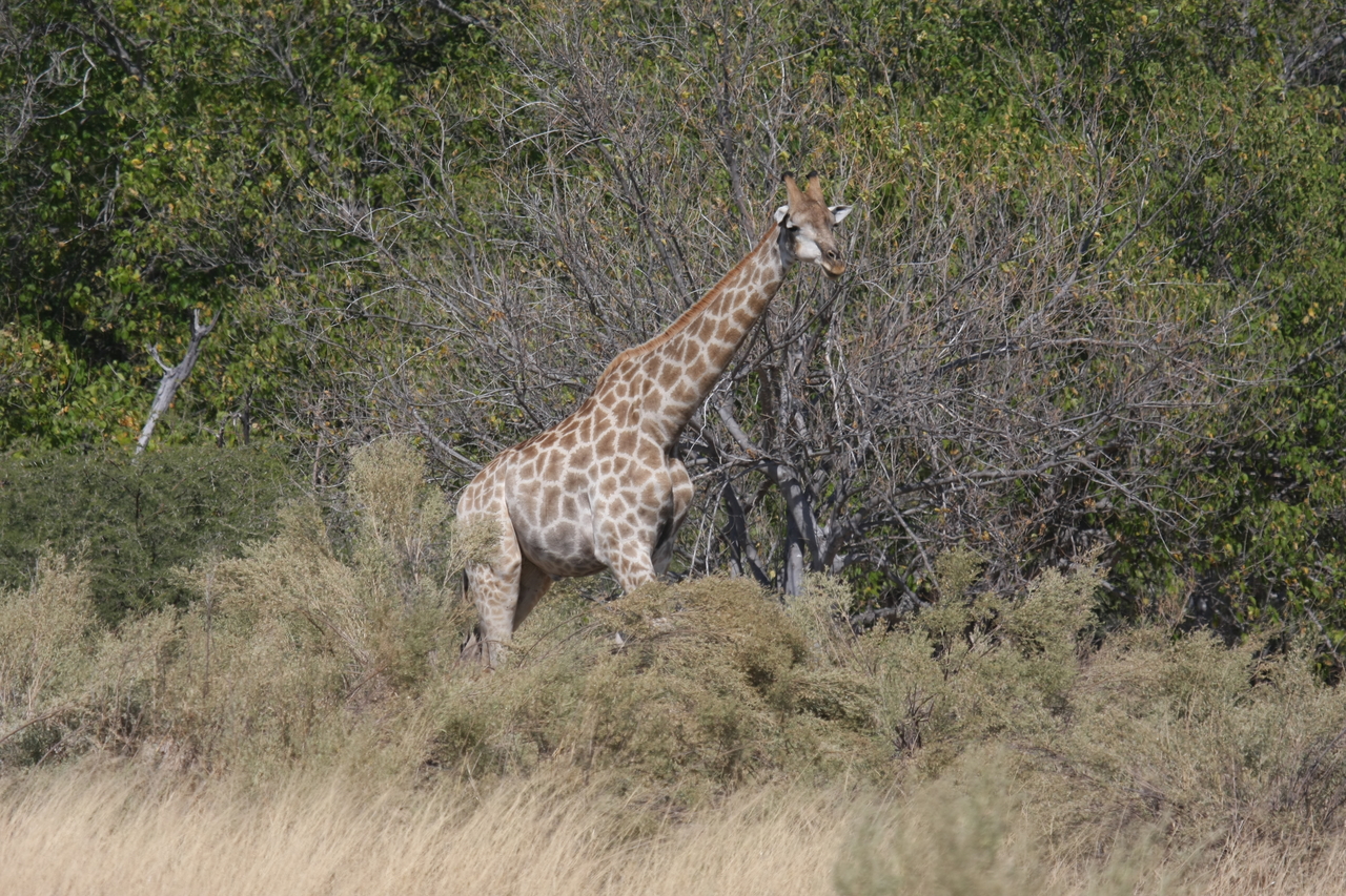 [24003] 2016_06_30_05_31_14_Africa_Canon_EOS_40D_IMG__11546.jpg