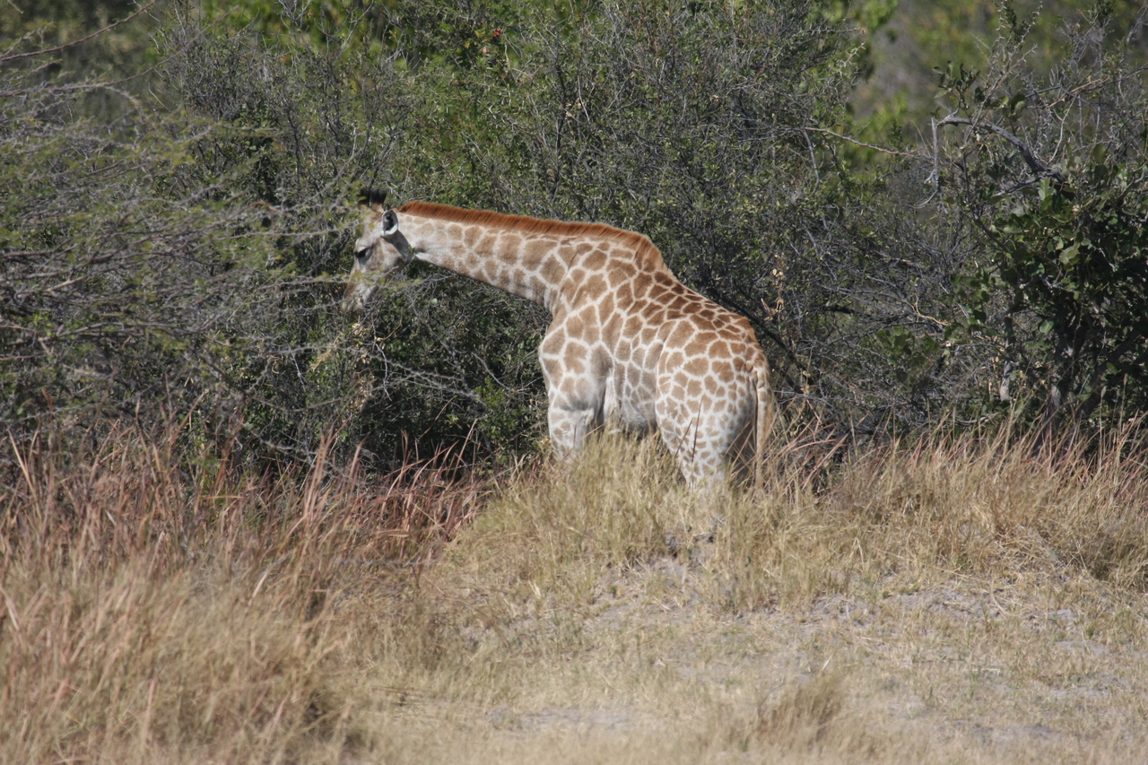 [24004] 2016_06_30_05_31_26_Africa_Canon_EOS_40D_IMG__00374.jpg
