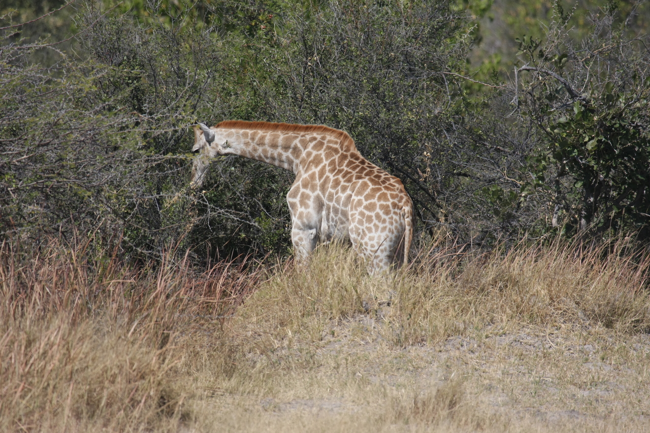 [24016] 2016_06_30_05_31_31_Africa_Canon_EOS_40D_IMG__04103.jpg