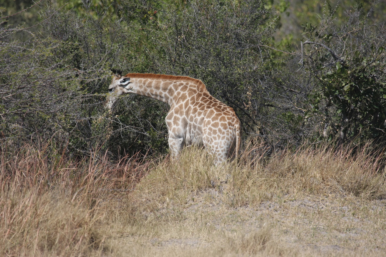 [24021] 2016_06_30_05_31_31_Africa_Canon_EOS_40D_IMG__11552.jpg