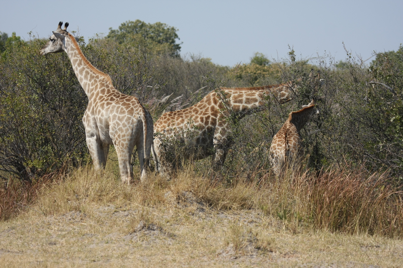 [24032] 2016_06_30_05_33_30_Africa_Canon_EOS_40D_IMG__04110.jpg
