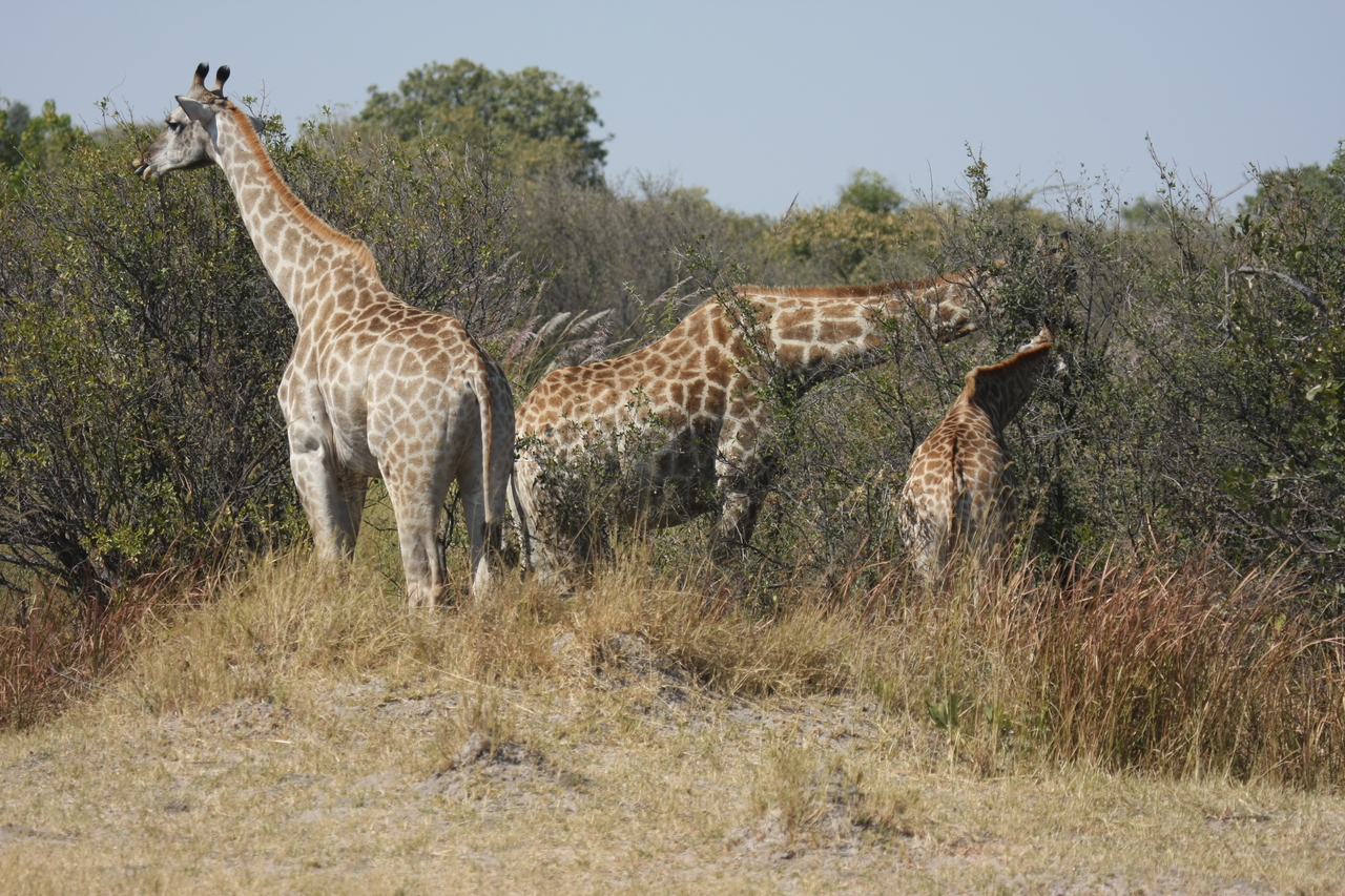[24033] 2016_06_30_05_33_30_Africa_Canon_EOS_40D_IMG__04111.jpg