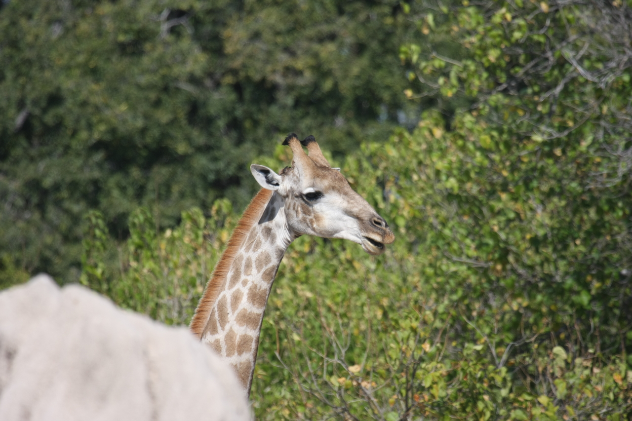 [24048] 2016_06_30_05_33_46_Africa_Canon_EOS_40D_IMG__00392.jpg