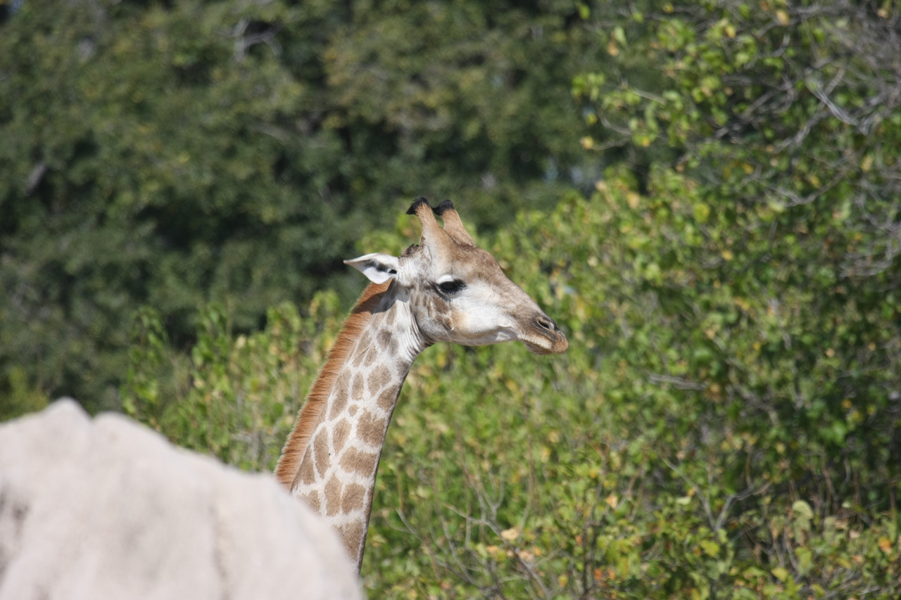 [24050] 2016_06_30_05_33_46_Africa_Canon_EOS_40D_IMG__04116.jpg