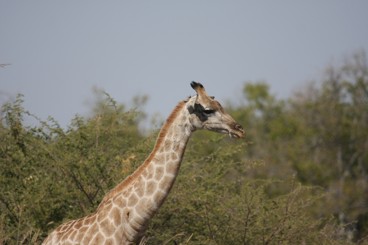 [24068] 2016_06_30_05_33_59_Africa_Canon_EOS_40D_IMG__04123.jpg