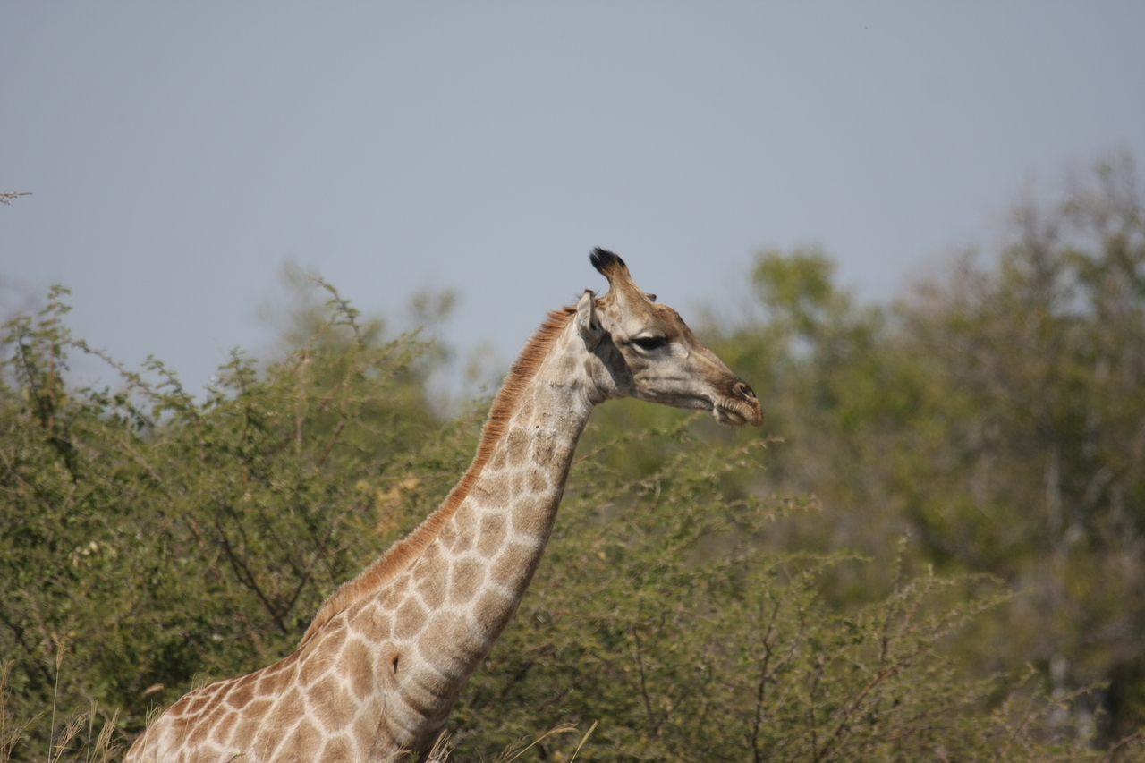 [24069] 2016_06_30_05_33_59_Africa_Canon_EOS_40D_IMG__04124.jpg