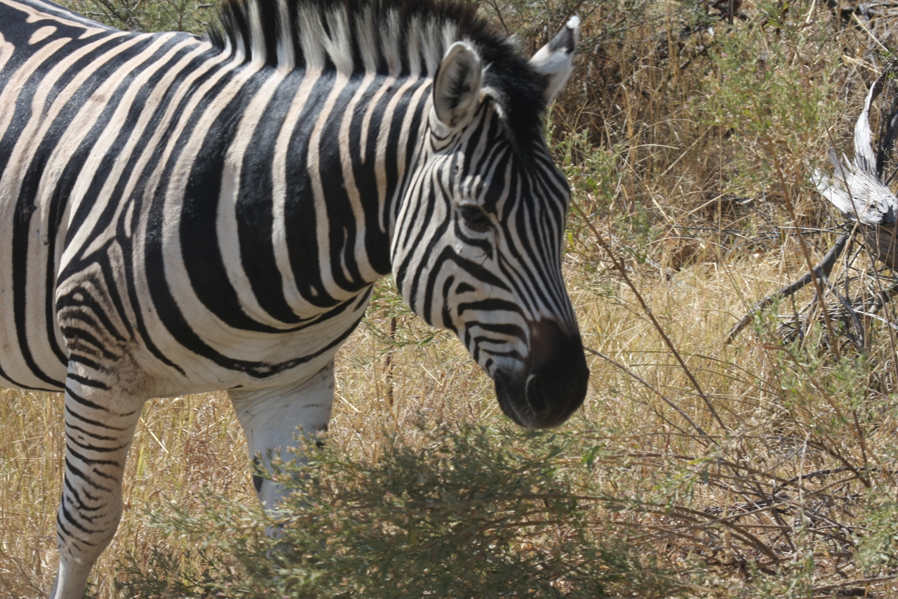 [24076] 2016_06_30_05_43_44_Africa_Canon_EOS_40D_IMG__04125.jpg
