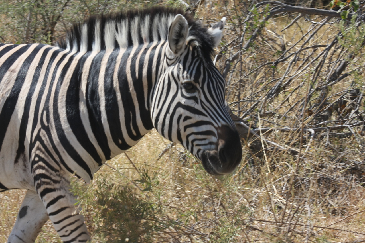 [24078] 2016_06_30_05_43_44_Africa_Canon_EOS_40D_IMG__04127.jpg