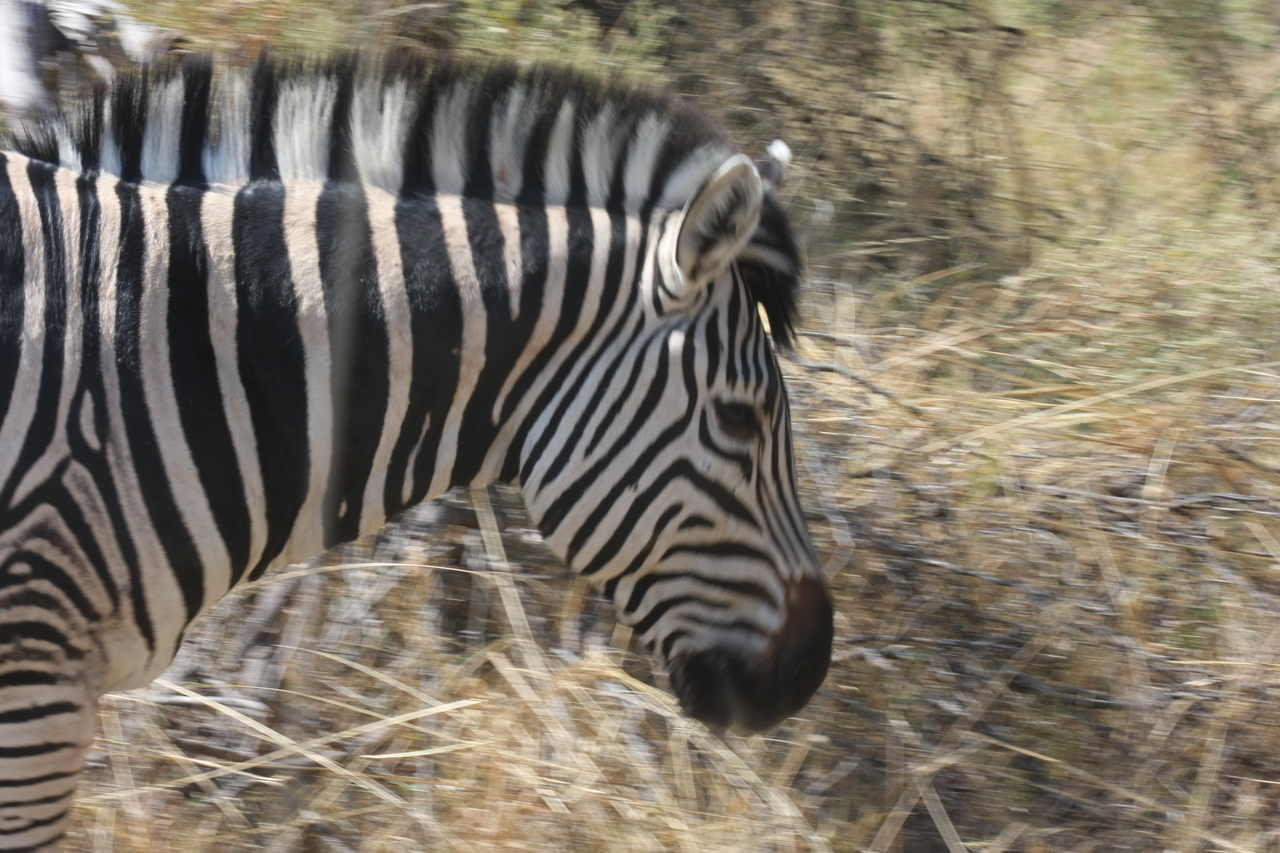 [24085] 2016_06_30_05_43_48_Africa_Canon_EOS_40D_IMG__00404.jpg