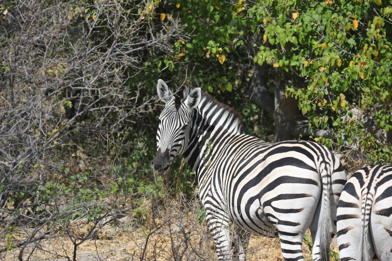 [24089] 2016_06_30_05_43_54_Africa_Canon_EOS_40D_IMG__04131.jpg
