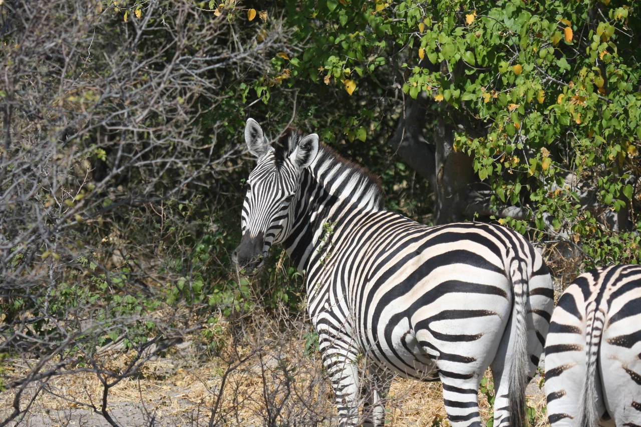 [24093] 2016_06_30_05_44_01_Africa_Canon_EOS_40D_IMG__00408.jpg