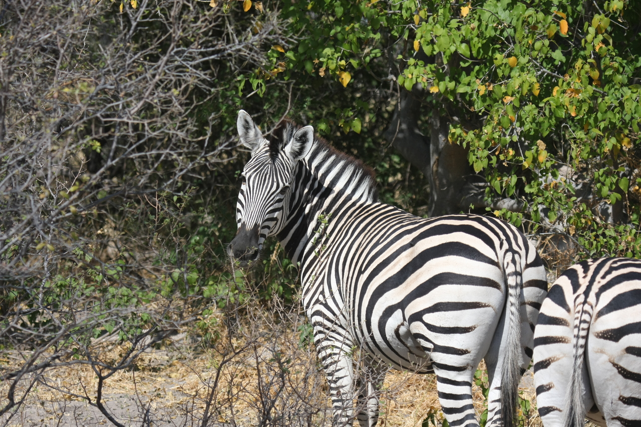 [24094] 2016_06_30_05_44_01_Africa_Canon_EOS_40D_IMG__04132.jpg