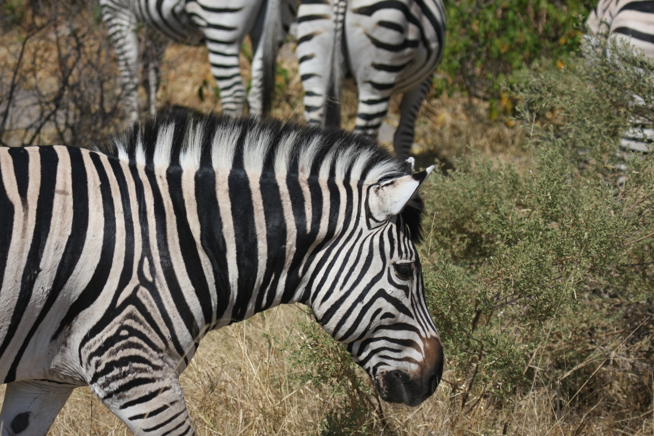 [24102] 2016_06_30_05_44_07_Africa_Canon_EOS_40D_IMG__00411.jpg