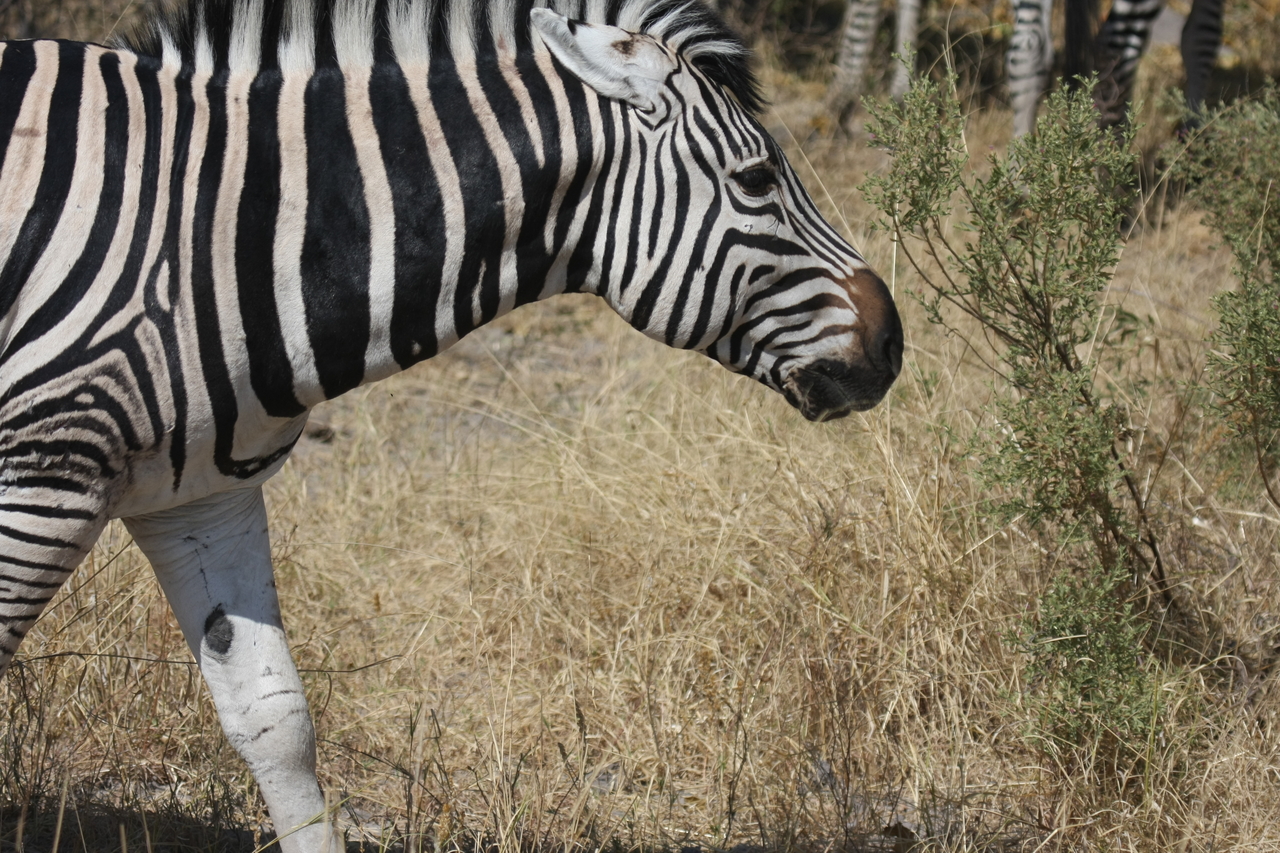 [24103] 2016_06_30_05_44_07_Africa_Canon_EOS_40D_IMG__04135.jpg