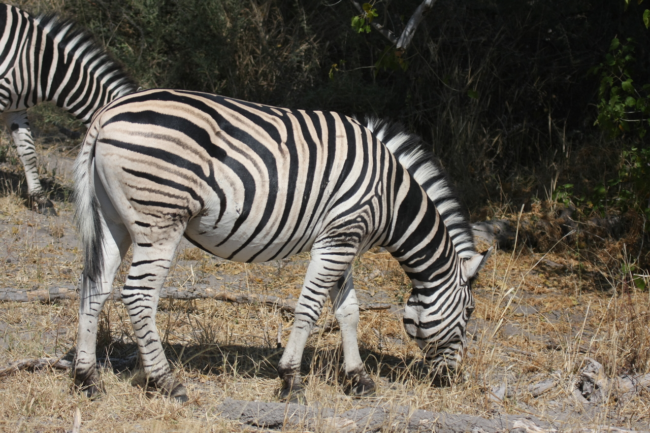[24110] 2016_06_30_05_44_19_Africa_Canon_EOS_40D_IMG__04138.jpg