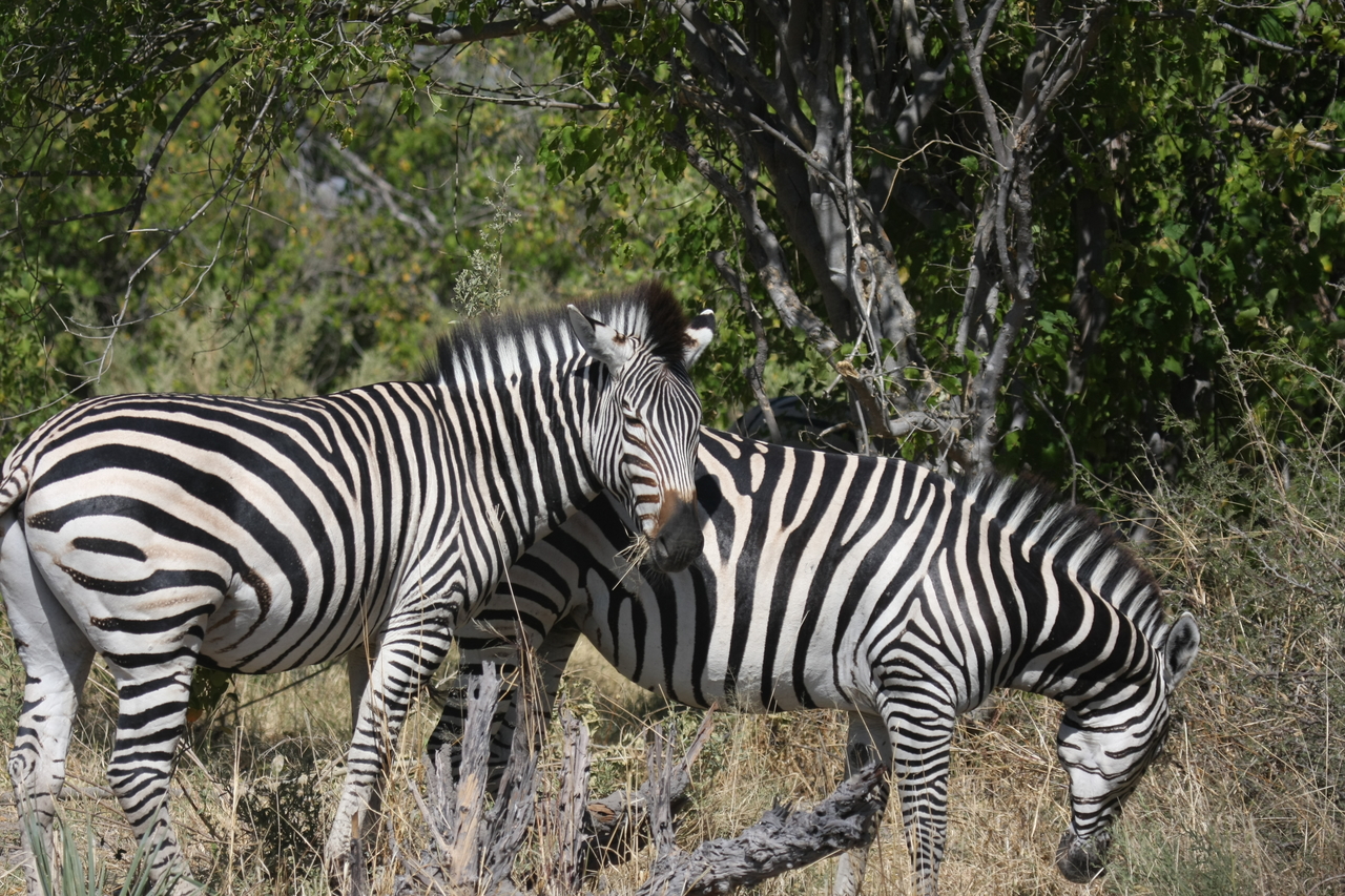 [24120] 2016_06_30_05_44_45_Africa_Canon_EOS_40D_IMG__11589.jpg