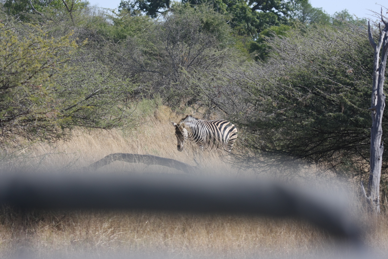 [24124] 2016_06_30_05_45_34_Africa_Canon_EOS_40D_IMG__00418.jpg