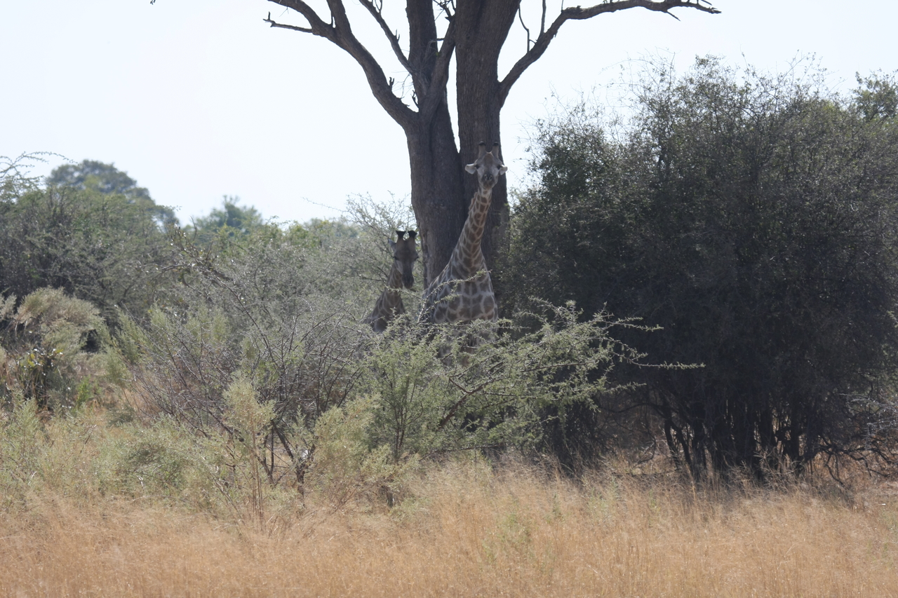 [24131] 2016_06_30_05_45_45_Africa_Canon_EOS_40D_IMG__00421.jpg