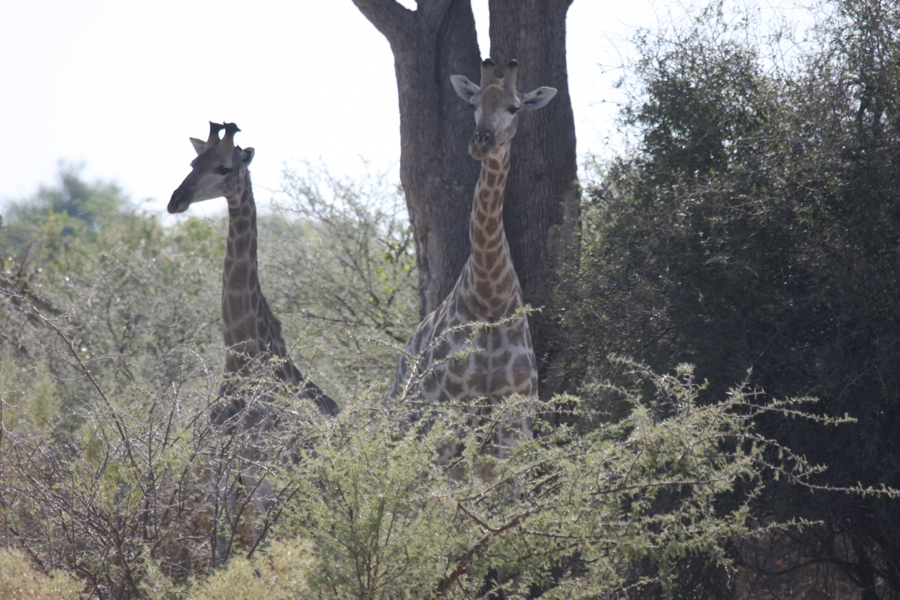 [24141] 2016_06_30_05_46_05_Africa_Canon_EOS_40D_IMG__11596.jpg
