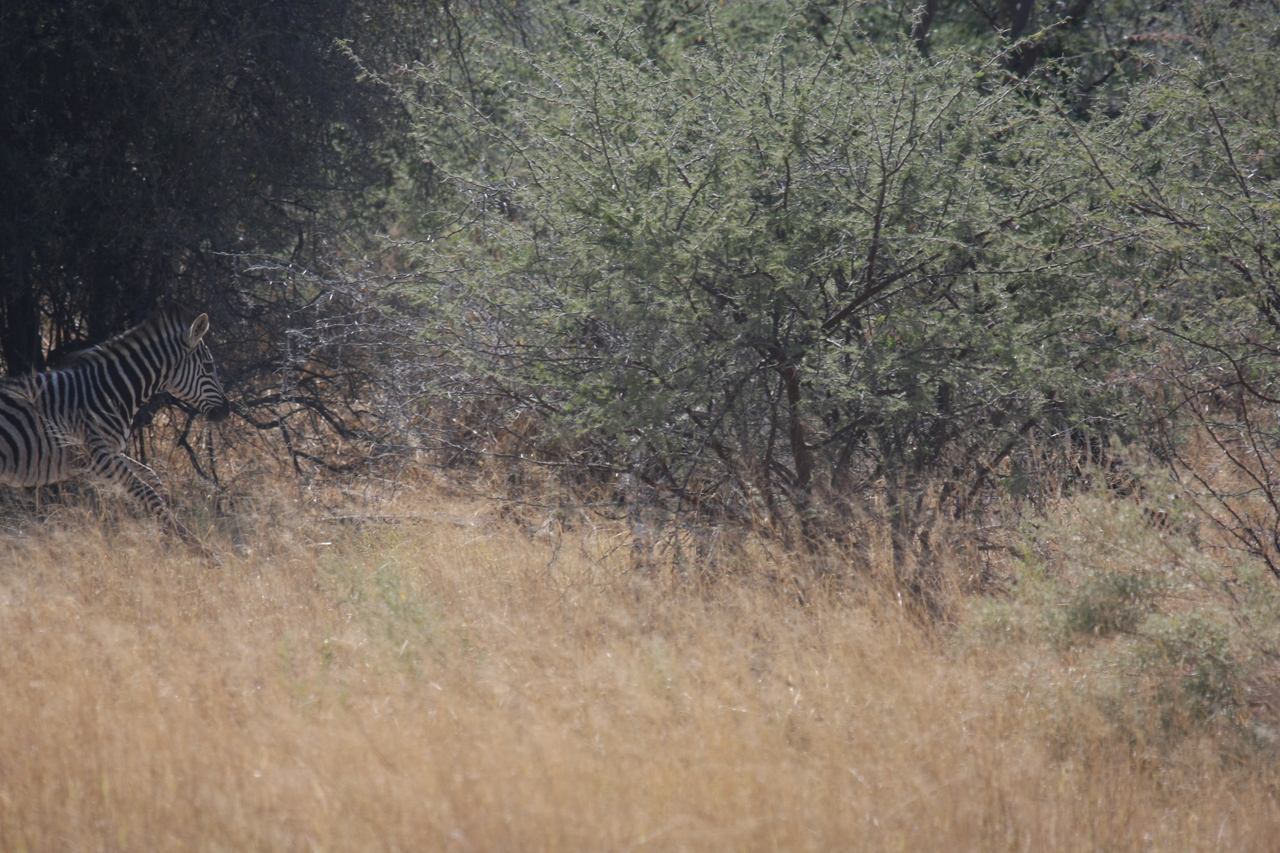 [24142] 2016_06_30_05_46_07_Africa_Canon_EOS_40D_IMG__00425.jpg