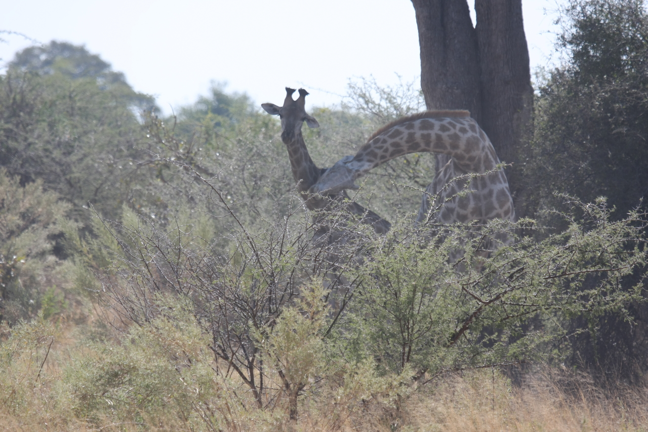[24148] 2016_06_30_05_46_26_Africa_Canon_EOS_40D_IMG__04152.jpg
