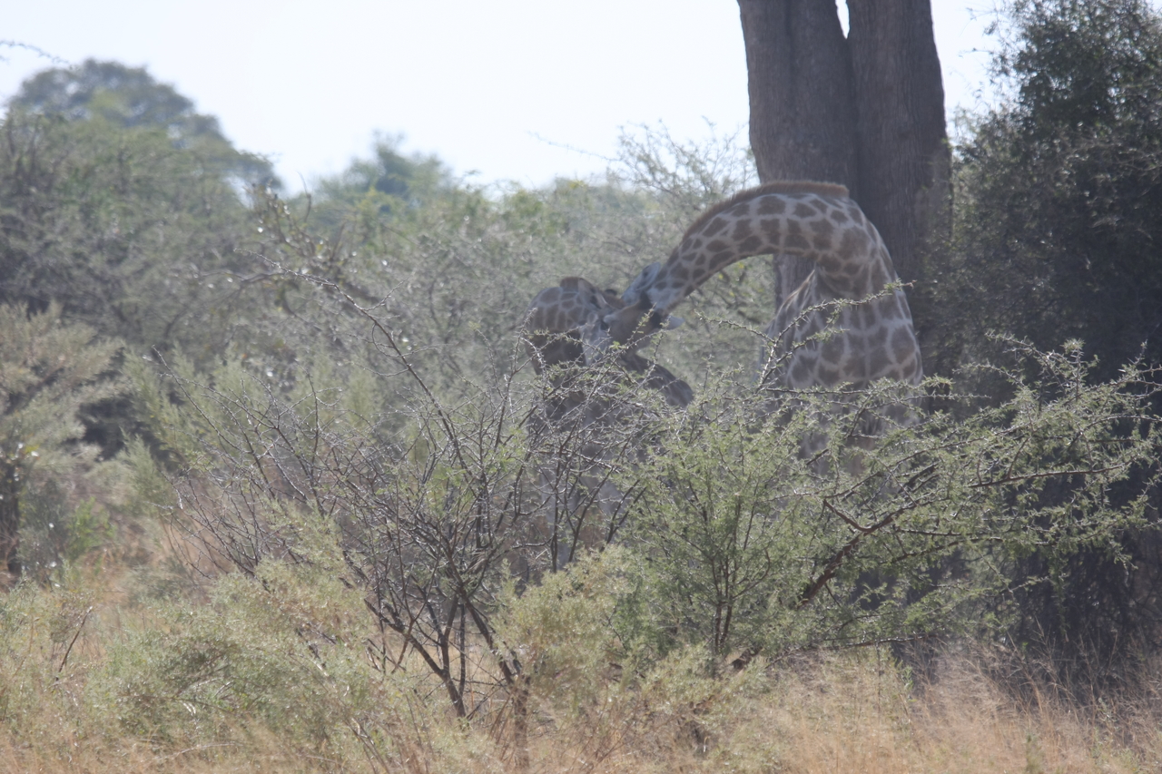 [24153] 2016_06_30_05_46_26_Africa_Canon_EOS_40D_IMG__11601.jpg