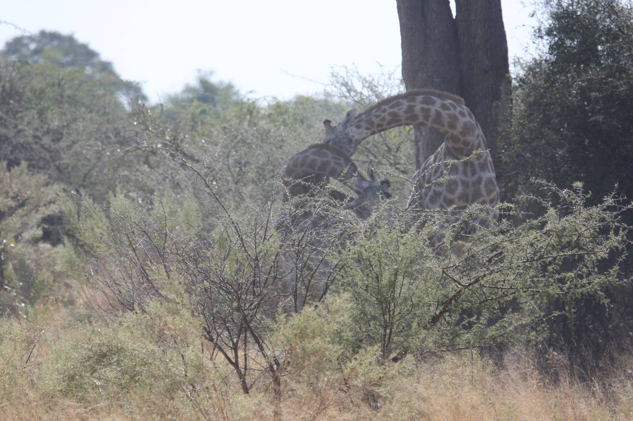 [24154] 2016_06_30_05_46_27_Africa_Canon_EOS_40D_IMG__00429.jpg