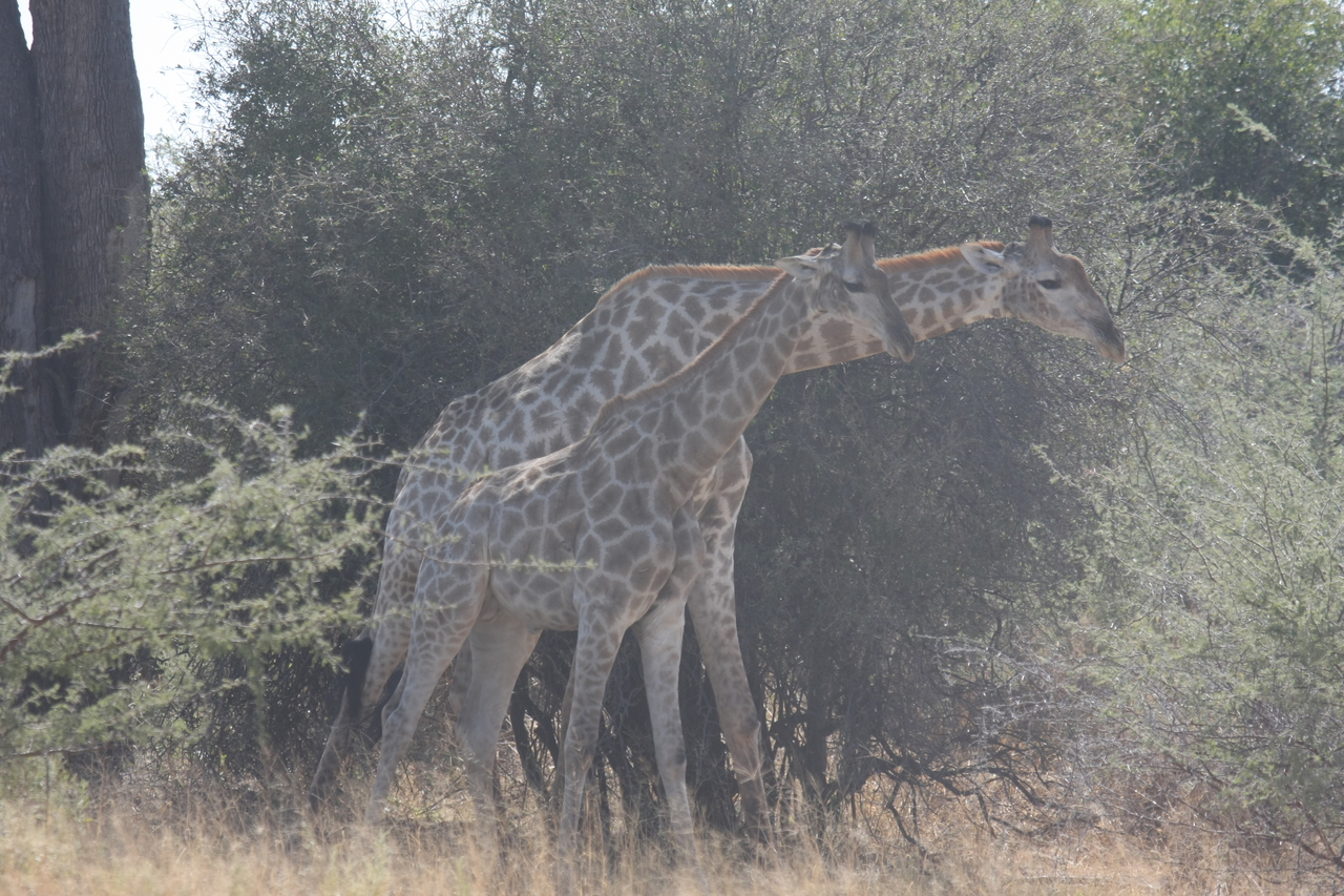 [24165] 2016_06_30_05_46_37_Africa_Canon_EOS_40D_IMG__00434.jpg
