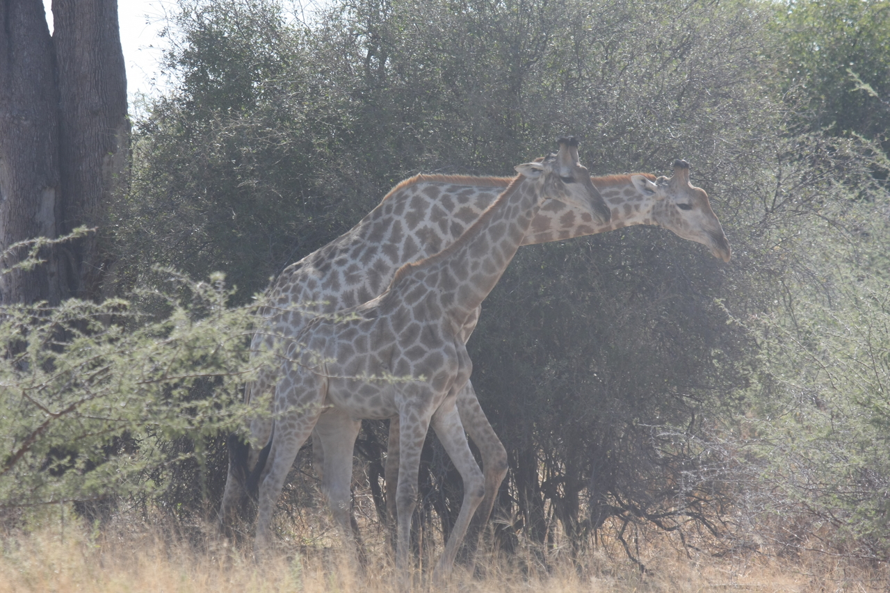 [24170] 2016_06_30_05_46_37_Africa_Canon_EOS_40D_IMG__11606.jpg