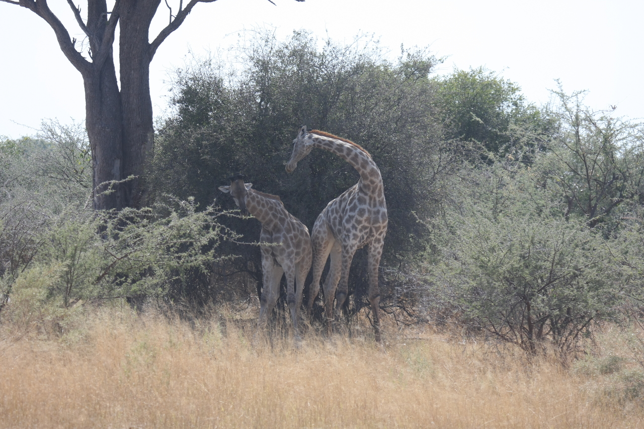 [24192] 2016_06_30_05_46_50_Africa_Canon_EOS_40D_IMG__00444.jpg