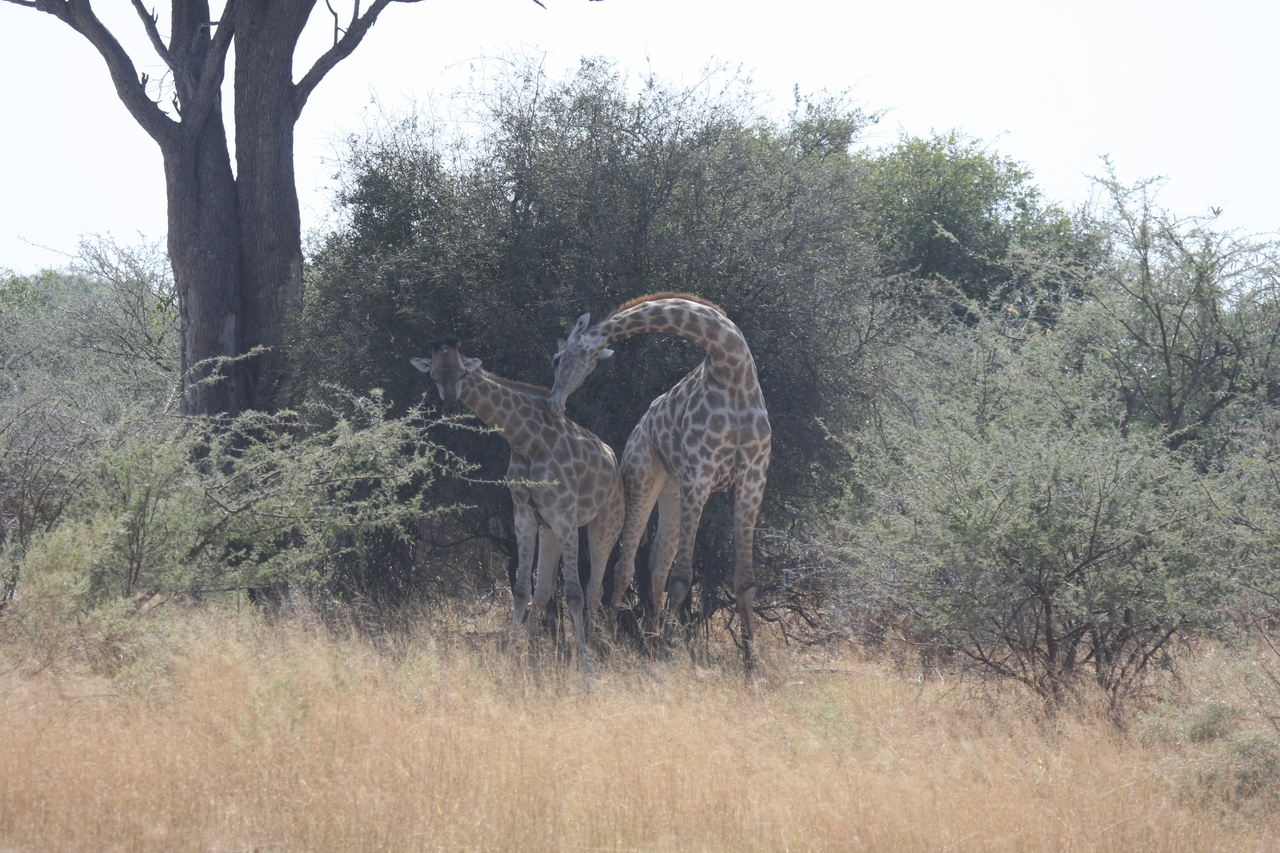 [24194] 2016_06_30_05_46_50_Africa_Canon_EOS_40D_IMG__04169.jpg