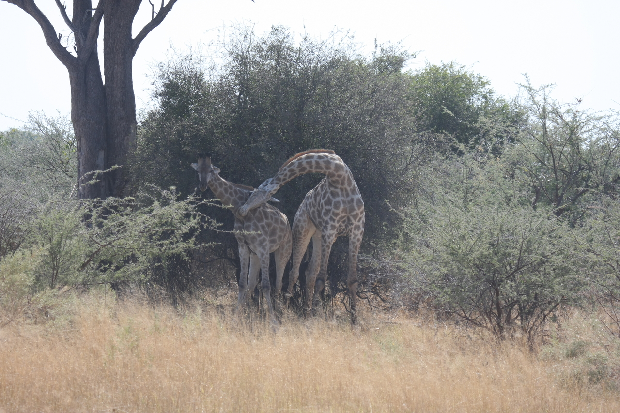 [24196] 2016_06_30_05_46_50_Africa_Canon_EOS_40D_IMG__11615.jpg