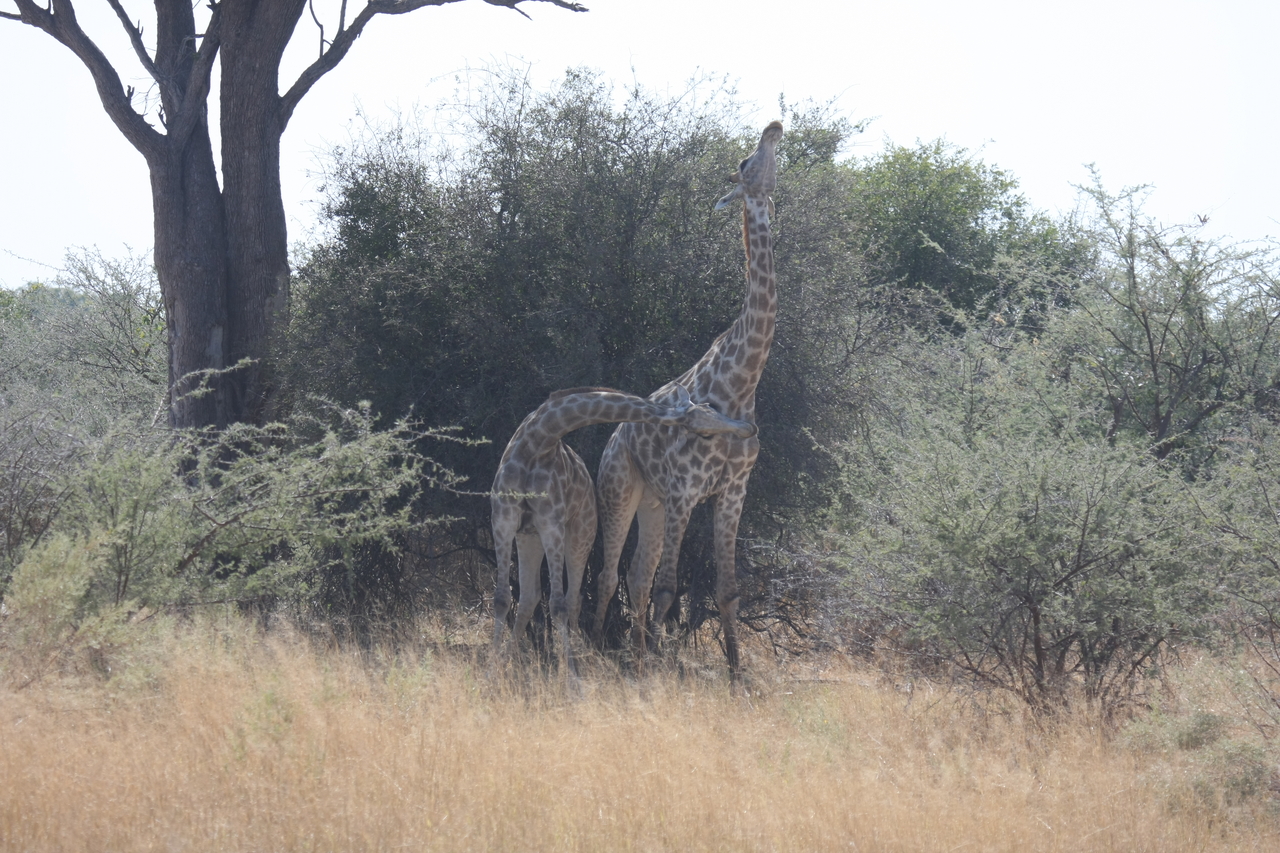 [24204] 2016_06_30_05_46_51_Africa_Canon_EOS_40D_IMG__04175.jpg
