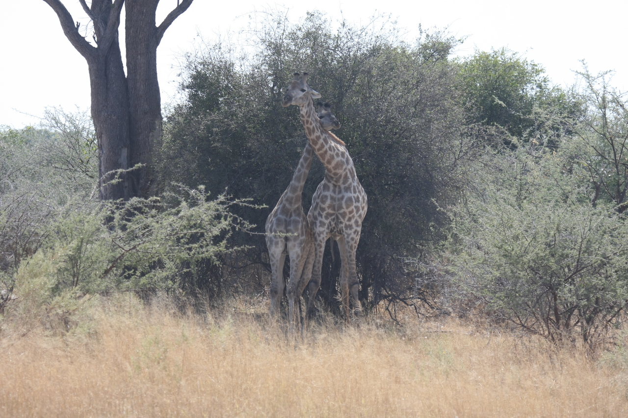 [24210] 2016_06_30_05_47_00_Africa_Canon_EOS_40D_IMG__00452.jpg