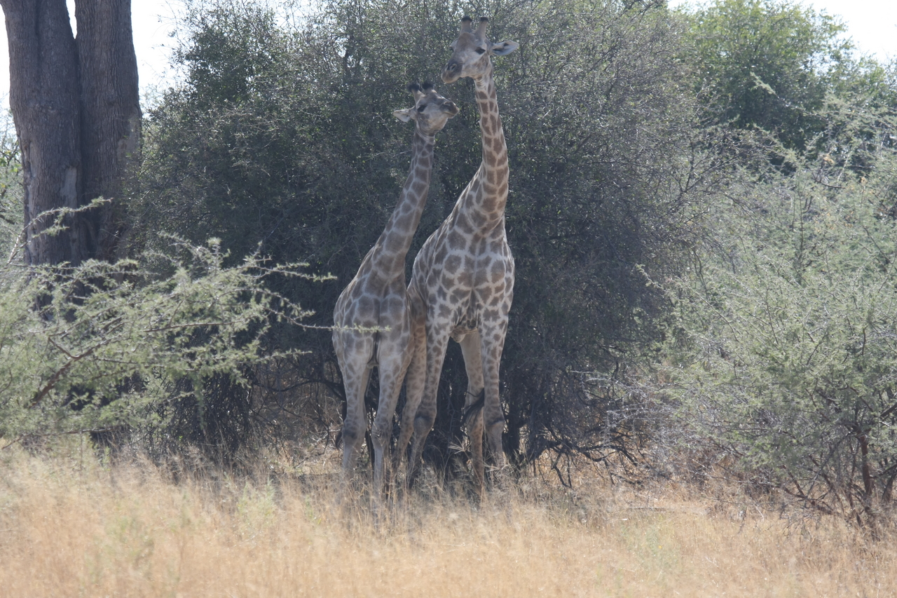 [24222] 2016_06_30_05_47_08_Africa_Canon_EOS_40D_IMG__00456.jpg