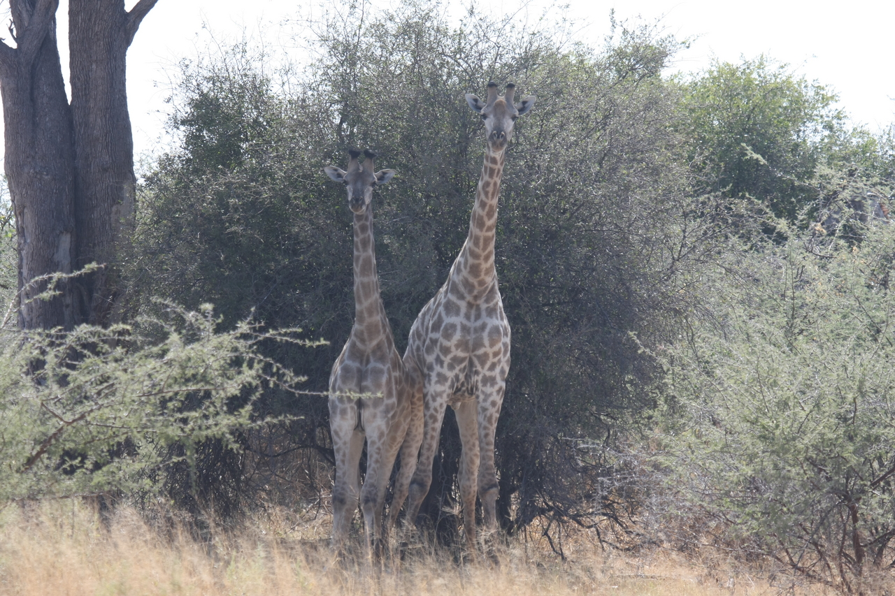 [24236] 2016_06_30_05_47_13_Africa_Canon_EOS_40D_IMG__04186.jpg
