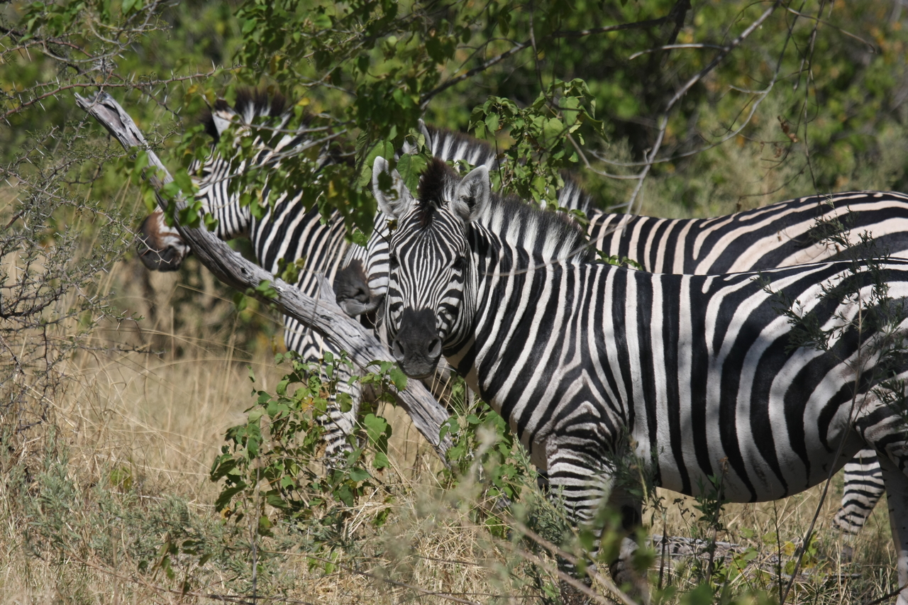 [24244] 2016_06_30_05_47_51_Africa_Canon_EOS_40D_IMG__04188.jpg