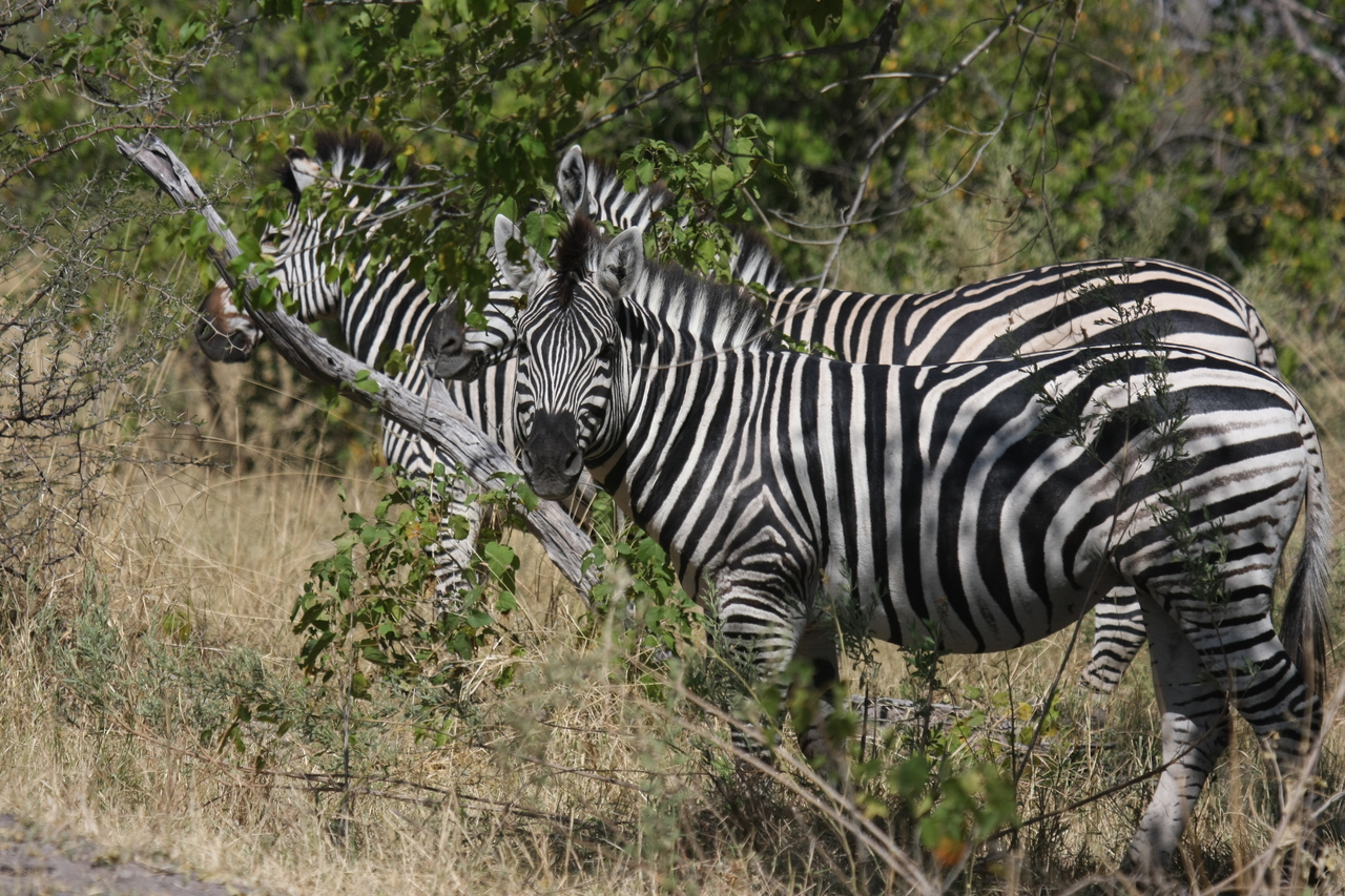 [24250] 2016_06_30_05_47_54_Africa_Canon_EOS_40D_IMG__00465.jpg