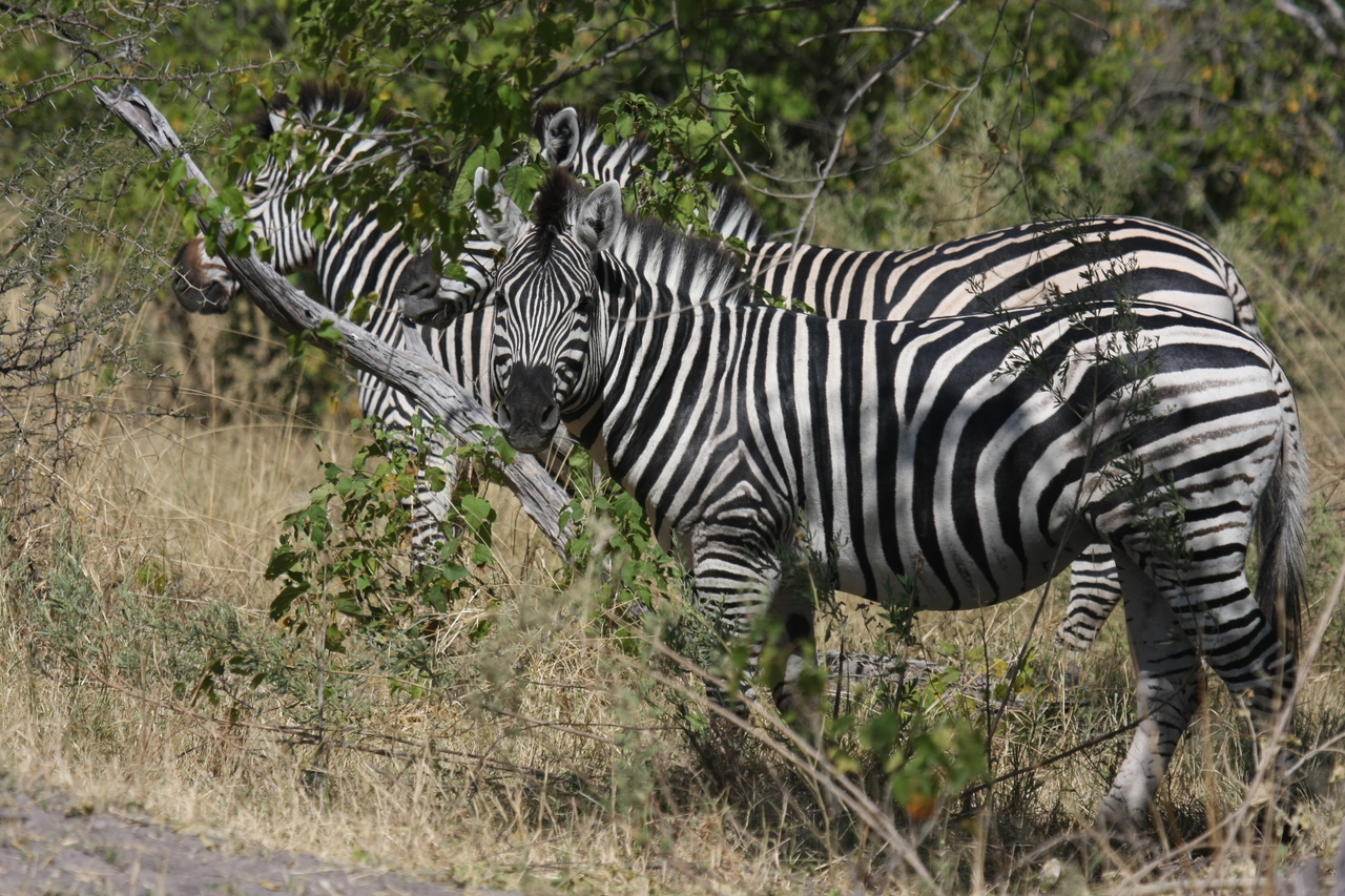 [24266] 2016_06_30_05_47_57_Africa_Canon_EOS_40D_IMG__00472.jpg