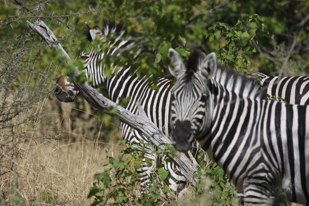 [24283] 2016_06_30_05_48_05_Africa_Canon_EOS_40D_IMG__00477.jpg
