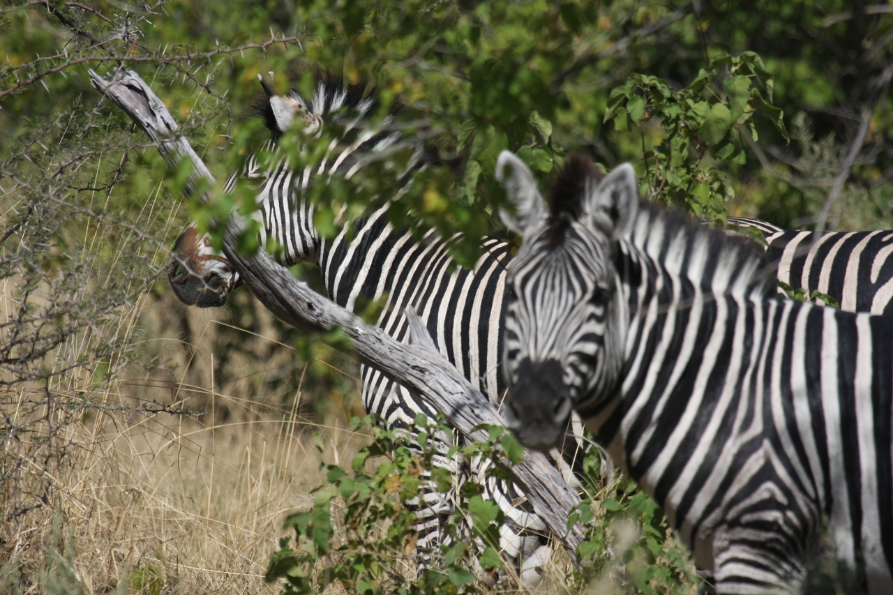 [24286] 2016_06_30_05_48_05_Africa_Canon_EOS_40D_IMG__04204.jpg