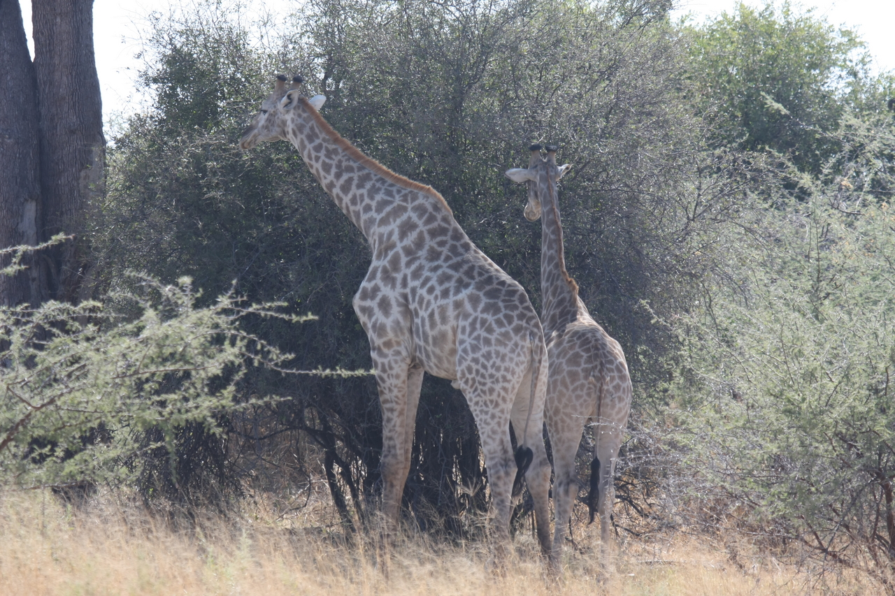 [24303] 2016_06_30_05_48_18_Africa_Canon_EOS_40D_IMG__11657.jpg