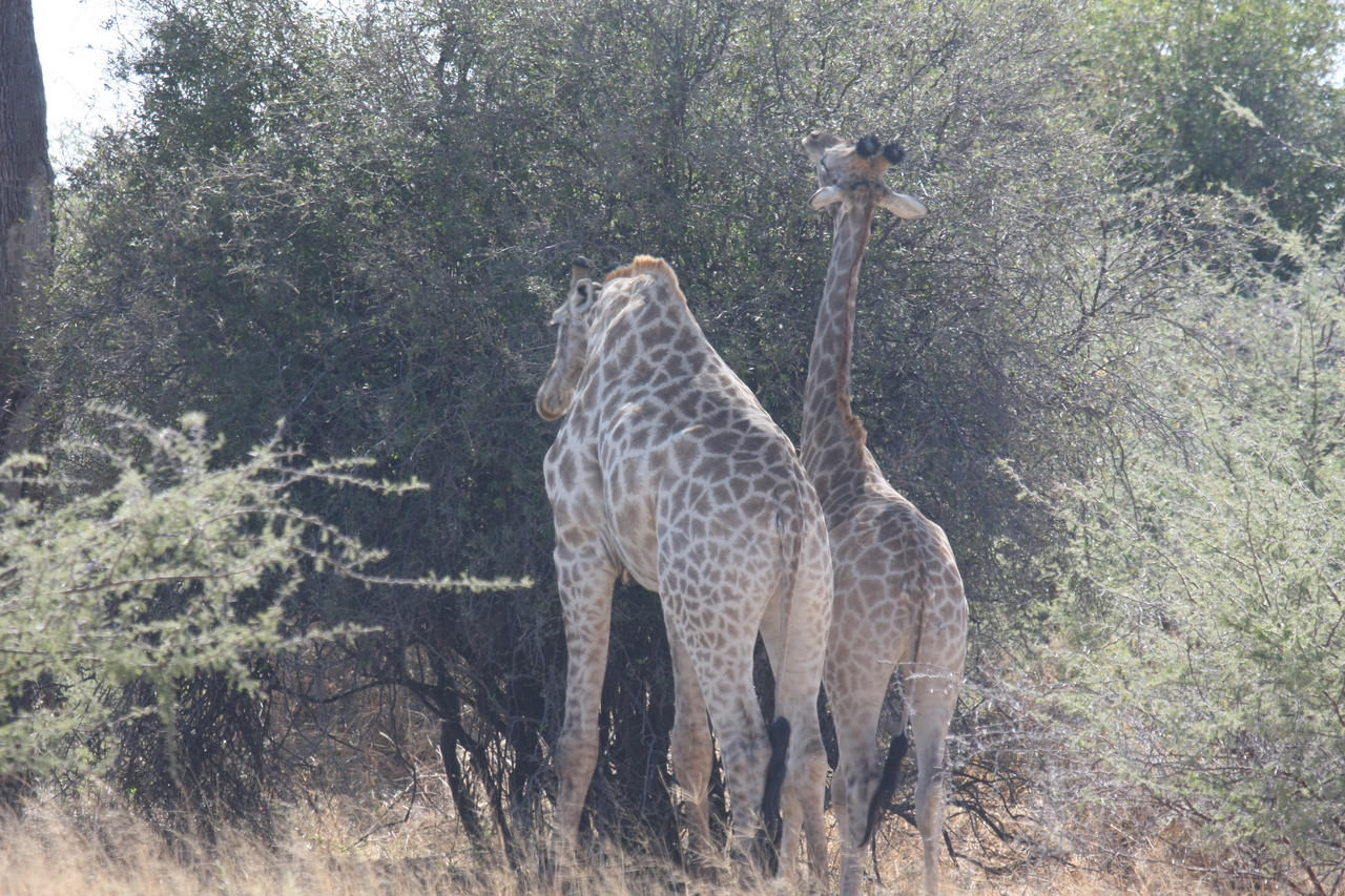 [24310] 2016_06_30_05_48_22_Africa_Canon_EOS_40D_IMG__00487.jpg