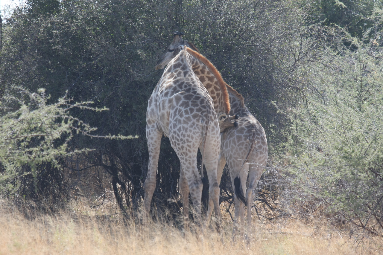 [24314] 2016_06_30_05_48_26_Africa_Canon_EOS_40D_IMG__00489.jpg