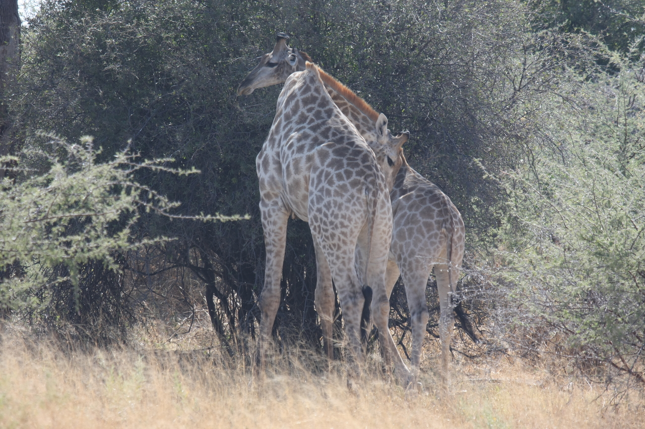 [24324] 2016_06_30_05_48_27_Africa_Canon_EOS_40D_IMG__04218.jpg