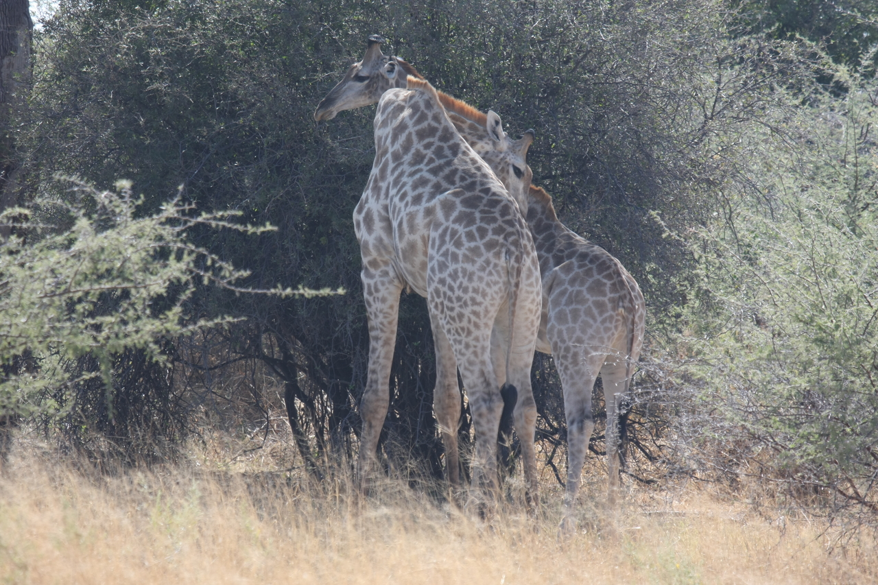 [24327] 2016_06_30_05_48_27_Africa_Canon_EOS_40D_IMG__11666.jpg
