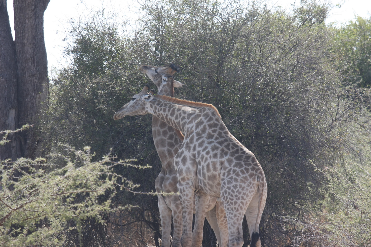 [24328] 2016_06_30_05_48_34_Africa_Canon_EOS_40D_IMG__00494.jpg