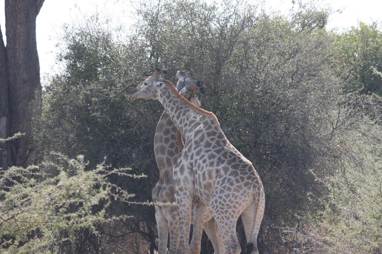 [24330] 2016_06_30_05_48_34_Africa_Canon_EOS_40D_IMG__00496.jpg
