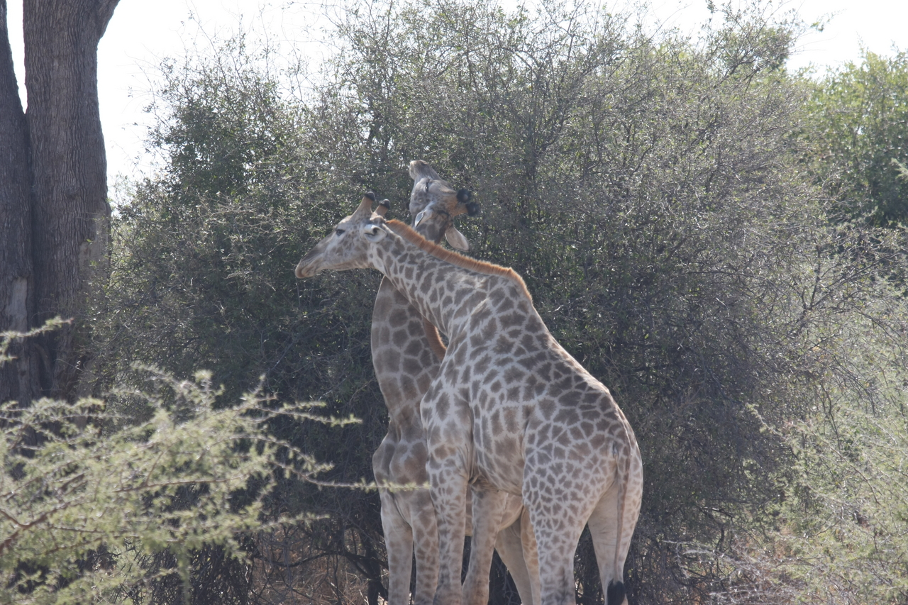 [24332] 2016_06_30_05_48_34_Africa_Canon_EOS_40D_IMG__04221.jpg